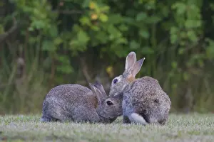 Lagomorpha Prints: Picture No. 12010481