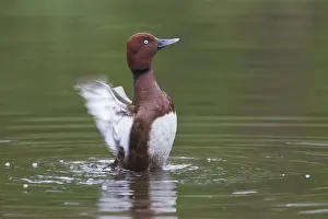 Diving Duck Prints: Picture No. 12010493