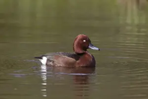 Diving Duck Prints: Picture No. 12010494