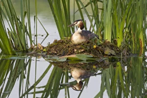 Grebes Collection: Picture No. 12010499