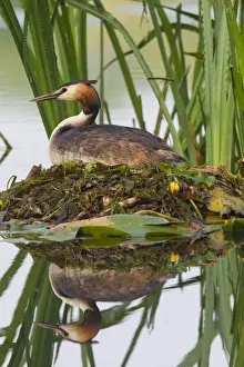 Grebe Prints: Picture No. 12010501