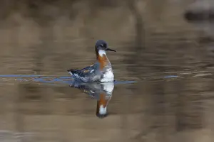 Sva 240118 Prints: Picture No. 12010537