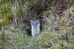 Mustelid Collection: Picture No. 12010544