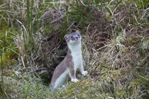 Mustelid Collection: Picture No. 12010545