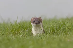 Mustelid Collection: Picture No. 12010546