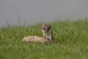 Mustelid Collection: Picture No. 12010548