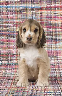 Cocker Prints: Picture No. 12010588