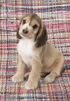 Cocker Prints: Picture No. 12010590