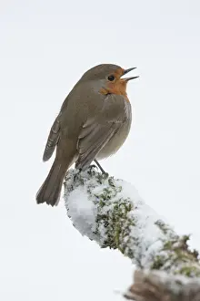 Singing Prints: Picture No. 12010601