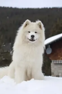 Samoyed Prints: Picture No. 12010633