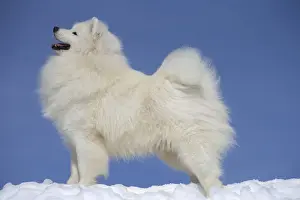 Samoyeds Prints: Picture No. 12010650