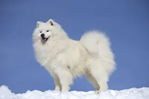 Samoyeds Prints: Picture No. 12010651
