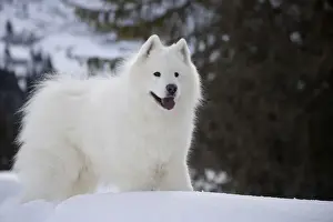 Samoyeds Prints: Picture No. 12010654