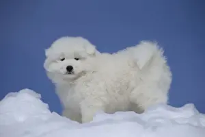 Samoyeds Prints: Picture No. 12010655
