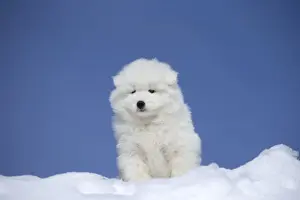 Samoyeds Prints: Picture No. 12010656