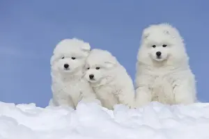Samoyeds Prints: Picture No. 12010658