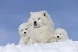 Samoyed Prints: Picture No. 12010660