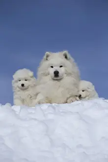 Samoyed Prints: Picture No. 12010662