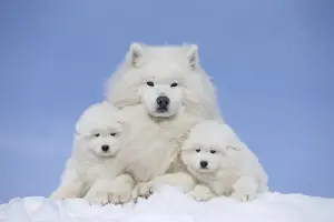 Samoyed Prints: Picture No. 12010663