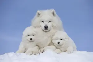 Samoyed Prints: Picture No. 12010664