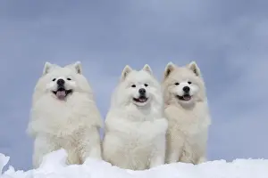 Samoyed Prints: Picture No. 12010668