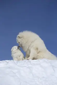 Samoyed Prints: Picture No. 12010669