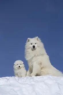 Samoyed Prints: Picture No. 12010671