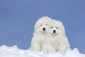 Samoyed Prints: Picture No. 12010672