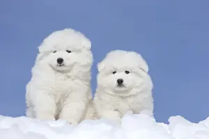 Samoyed Prints: Picture No. 12010673