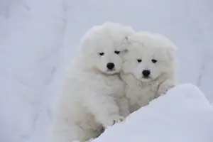 Samoyed Prints: Picture No. 12010674