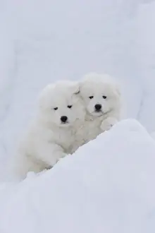 Samoyed Prints: Picture No. 12010675