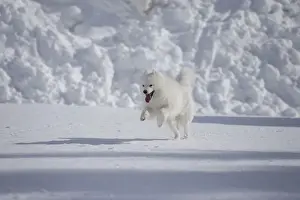 Samoyed Prints: Picture No. 12010676