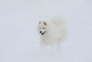 Samoyed Prints: Picture No. 12010677