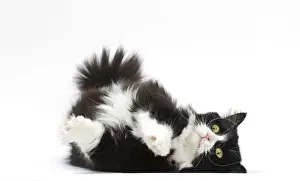 New Images For May Prints: Picture No. 12010717