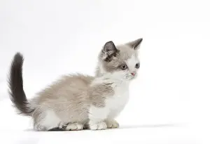 New Images For May Prints: Picture No. 12010726