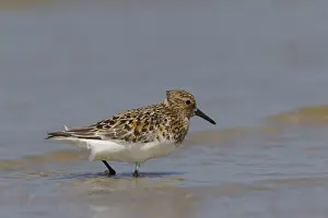 Shorebird Prints: Picture No. 12010807
