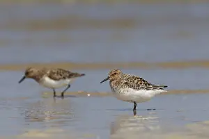 Shorebird Prints: Picture No. 12010809