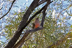 Bourke Prints: Picture No. 12018895