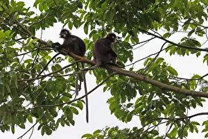Monkeys Prints: Picture No. 12018903