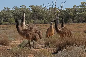 Emus Prints: Picture No. 12018908