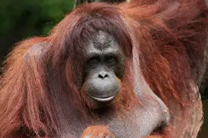 Orang Utans Prints: Picture No. 12018930