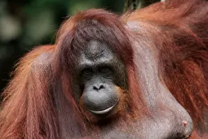 Orang Utans Prints: Picture No. 12018931