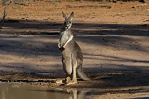 Kangaroo Prints: Picture No. 12018937