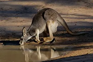 Kangaroos Prints: Picture No. 12018939
