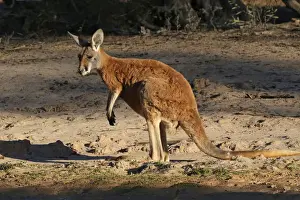 Kangaroo Prints: Picture No. 12018940