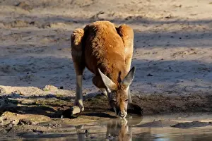 Kangaroos Prints: Picture No. 12018941