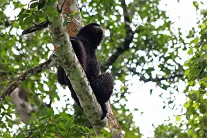 Gibbons Prints: Picture No. 12018945