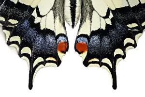 Swallowtail Prints: Picture No. 12018980