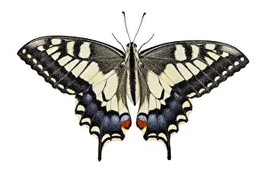 Swallowtail Prints: Picture No. 12018982