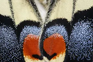 Swallowtail Prints: Picture No. 12018984